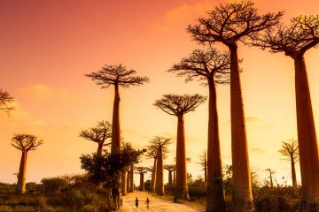 Circuit Tsingy de Bemahara: La région légendaire des Baobabs
