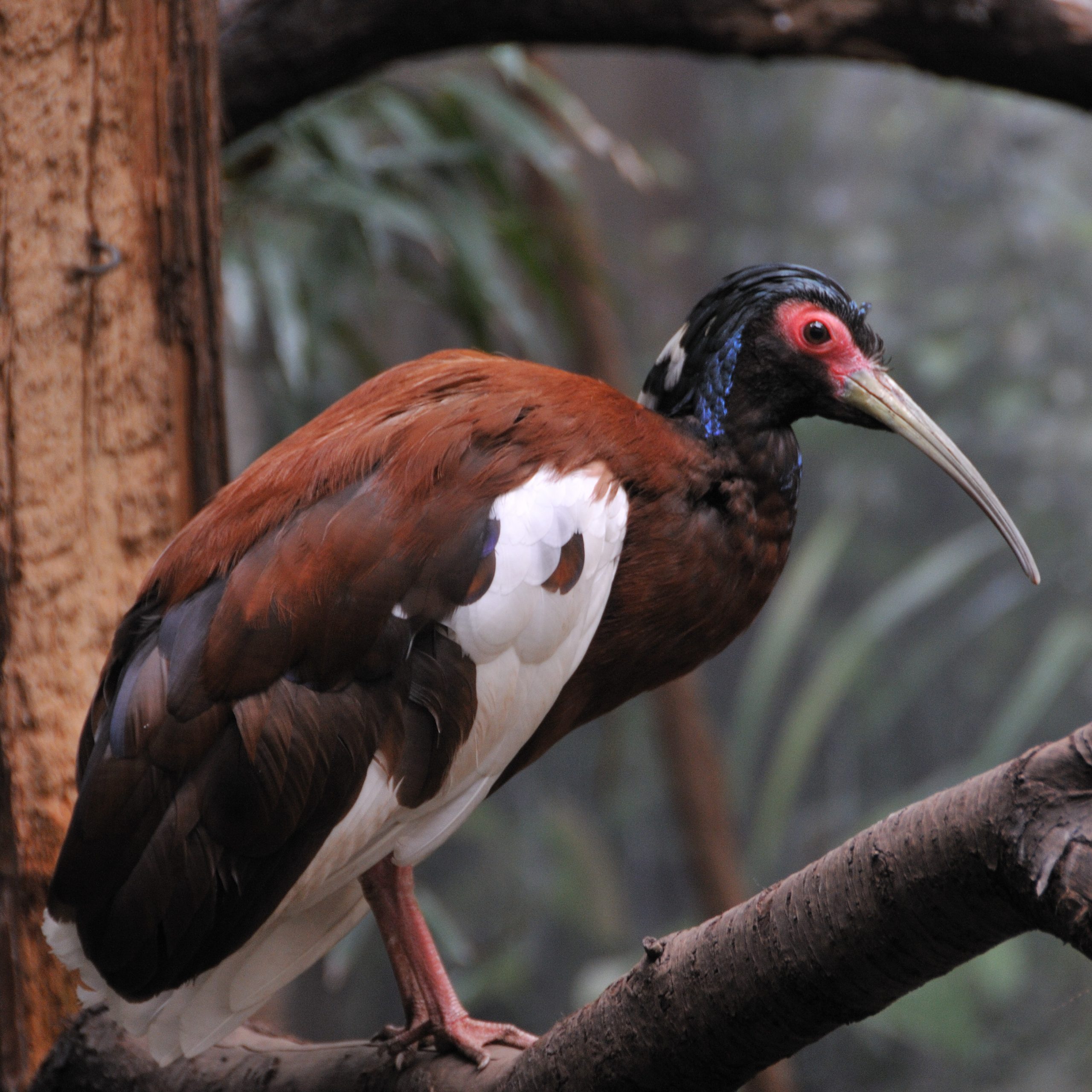 Circuit ornithologue à Madagascar